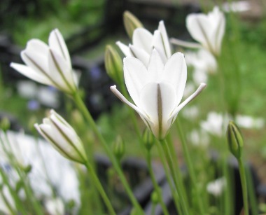 Triteleia Silver Queen 